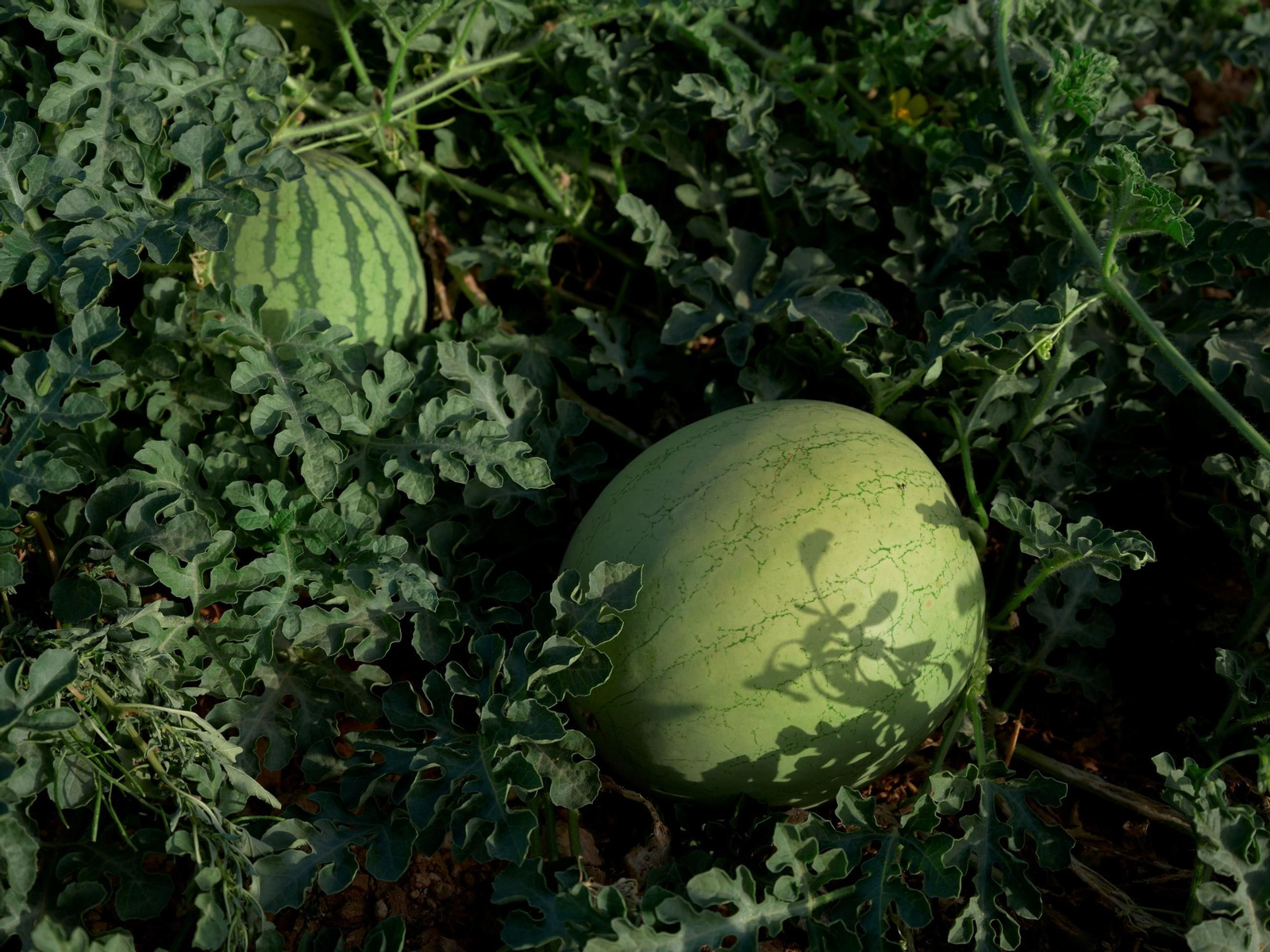 Cultivo de sandías.