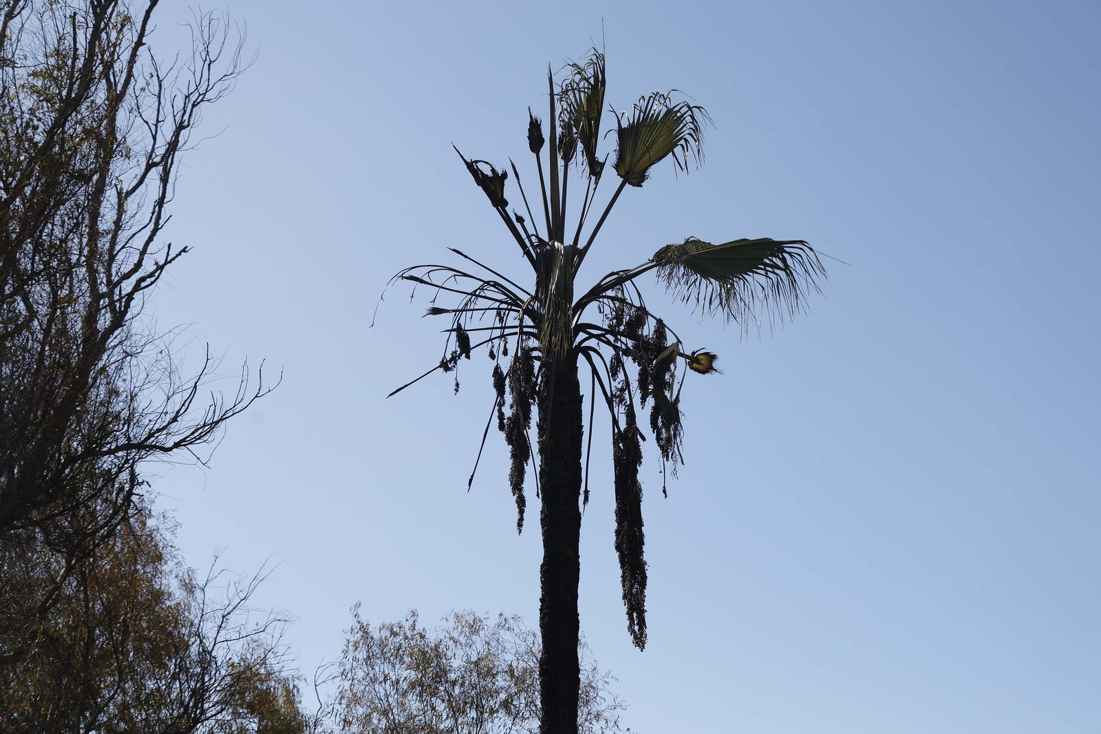 Así ha quedado la zona quemada por el incendio en el Paseo de la Cornisa de Algeciras