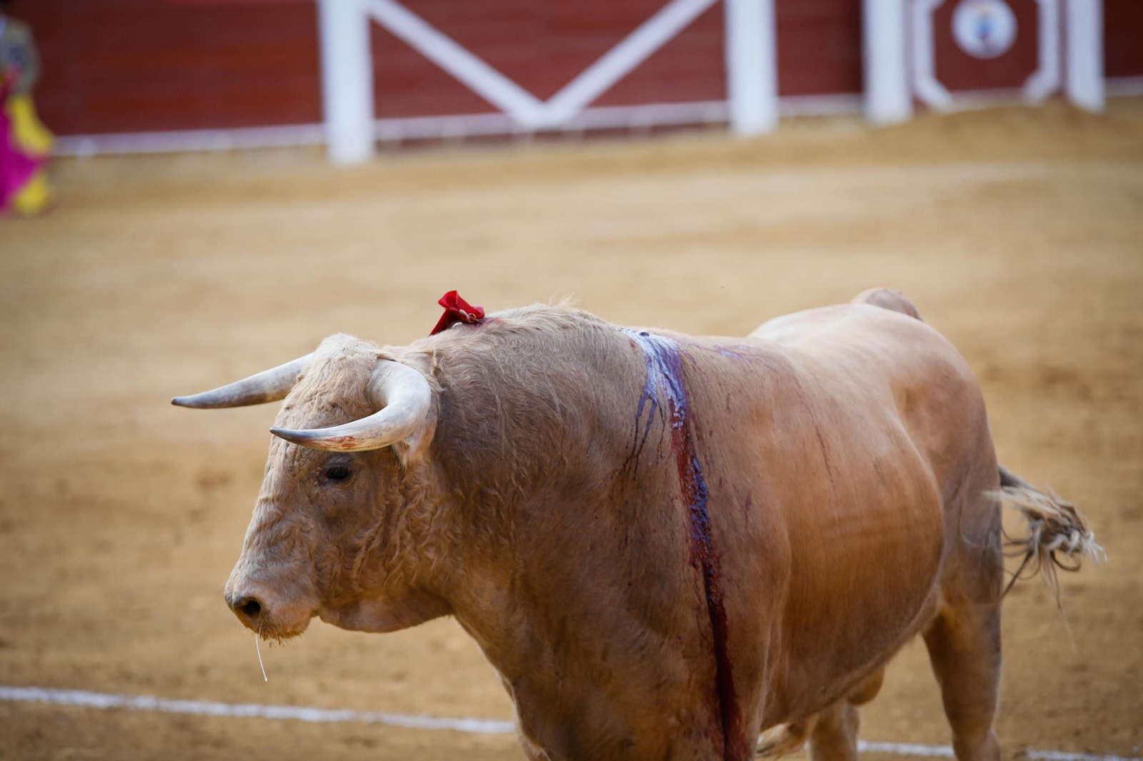 Imágenes de la corrida de toros en Roquetas de Mar