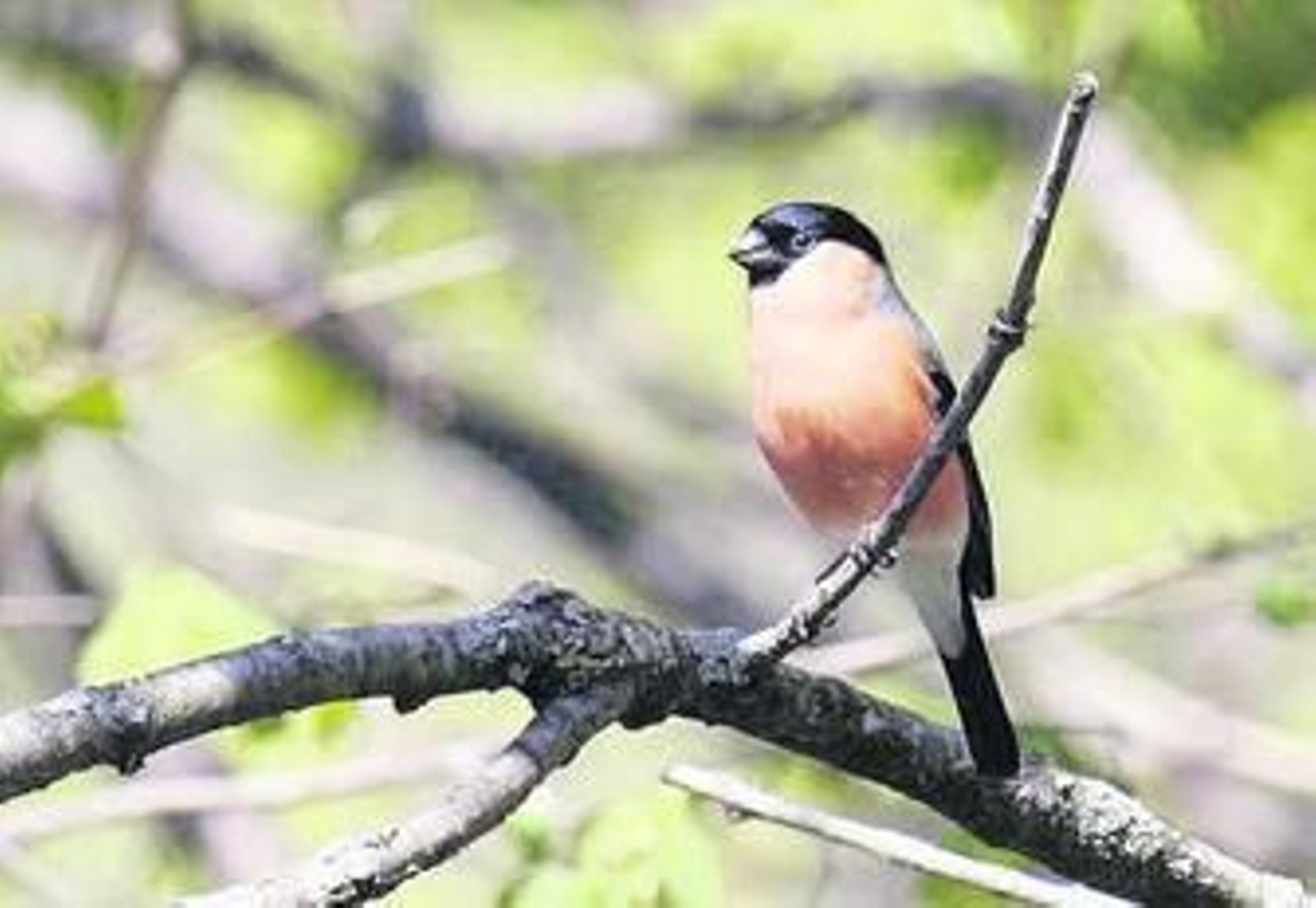 1. Ejemplar de Camachuelo Común , de los que sólo uno ha sido premiado. 2. Un verderón. 3. Los jilgueros han sido los que más se han presentado.