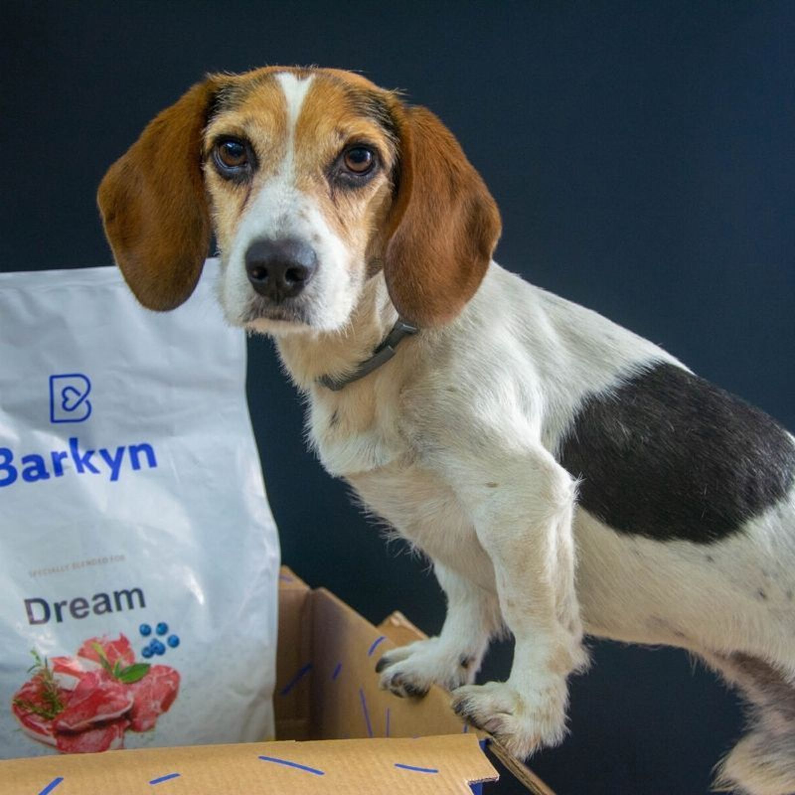 Intentar no pasar todo el tiempo junto al perro, por ejemplo, durante el teletrabajo, puede ayudar a evitar la ansiedad en el animal cuando se quede solo.