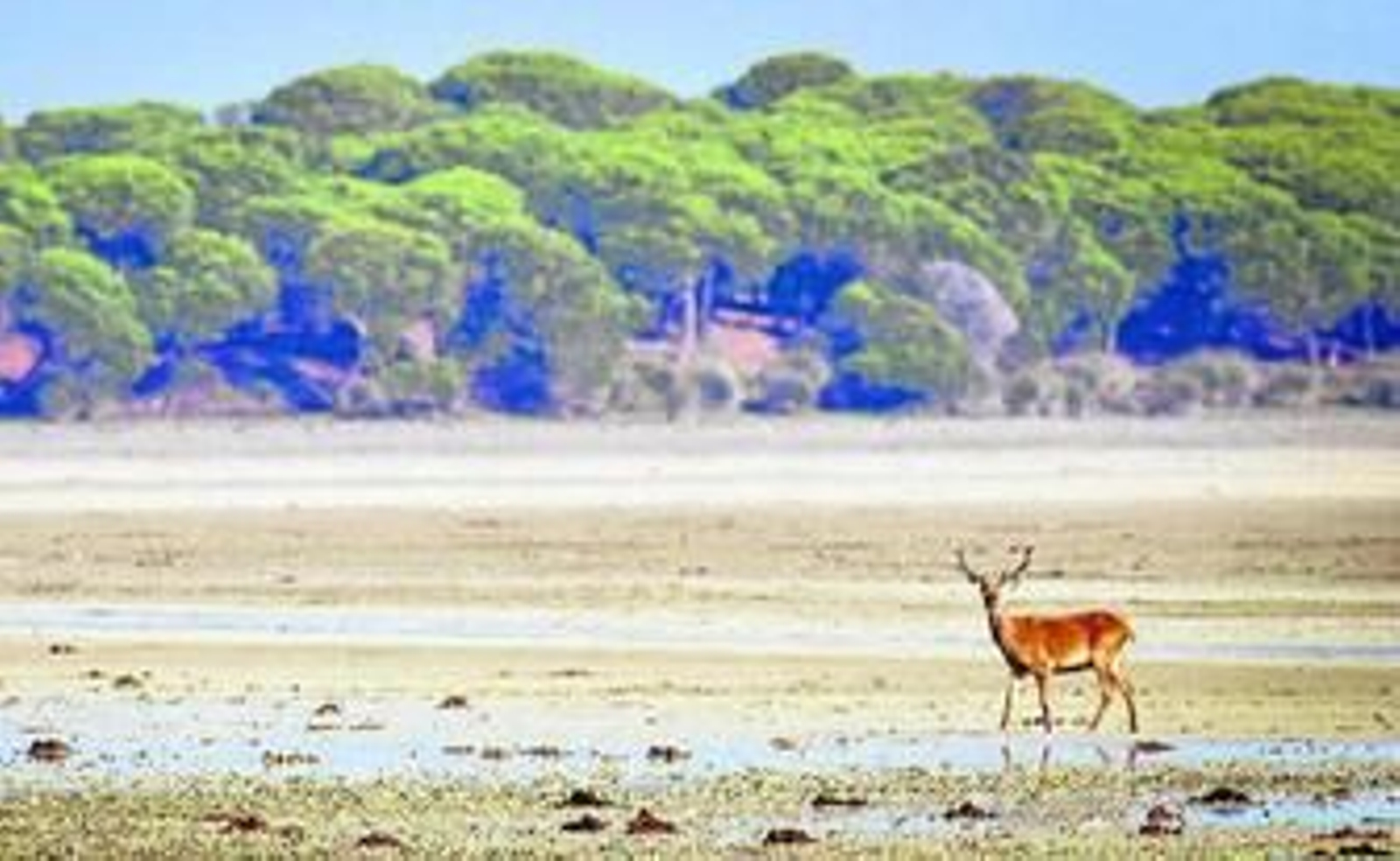 Una panorámica del Parque Natural de Doñana.