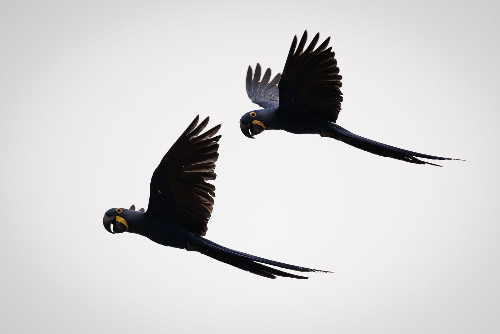 Las llamas convierten en una tumba al aire libre El Pantanal en Brasil
