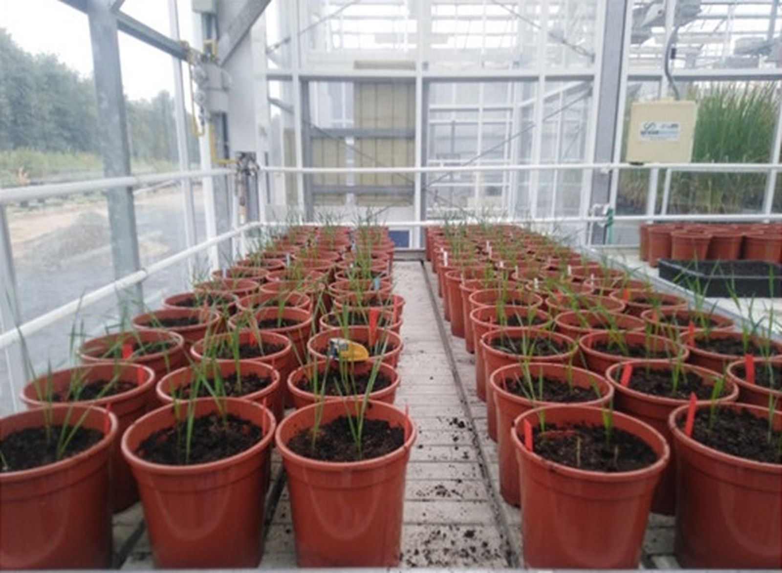 Macetas del trigo obtenido por lo científicos del CSIC de Córdoba.