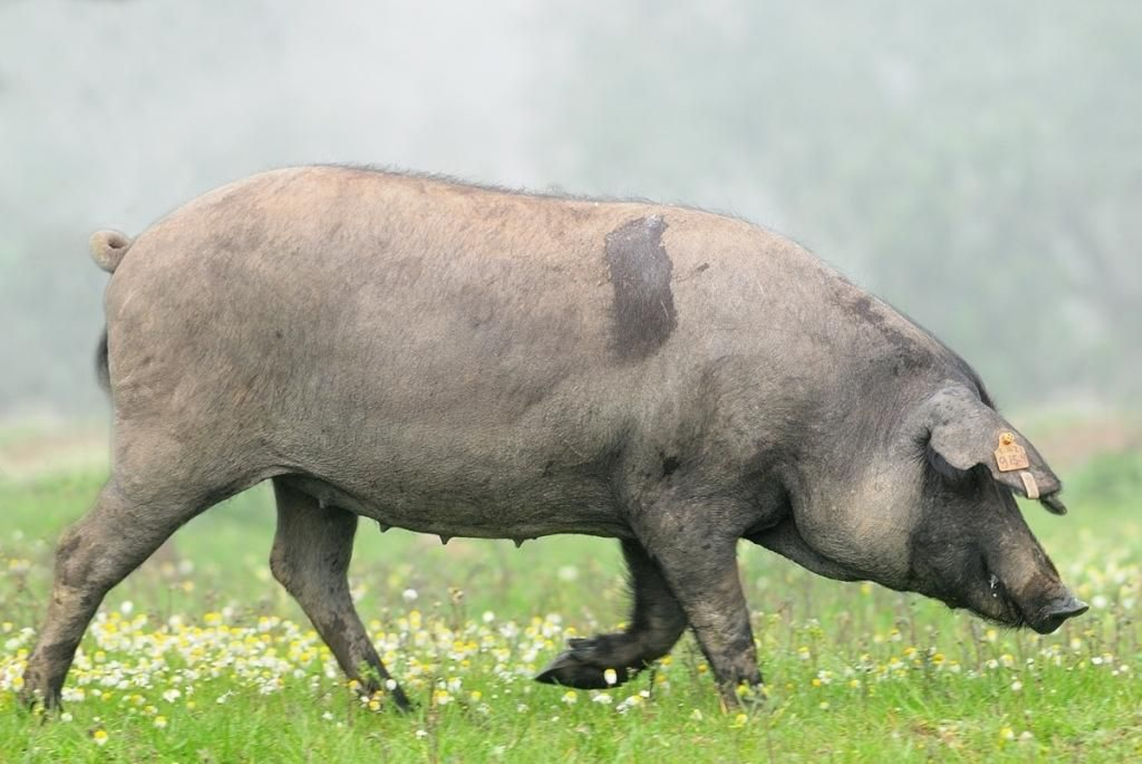 Un cerdo ibérico en la provincia de Huelva.