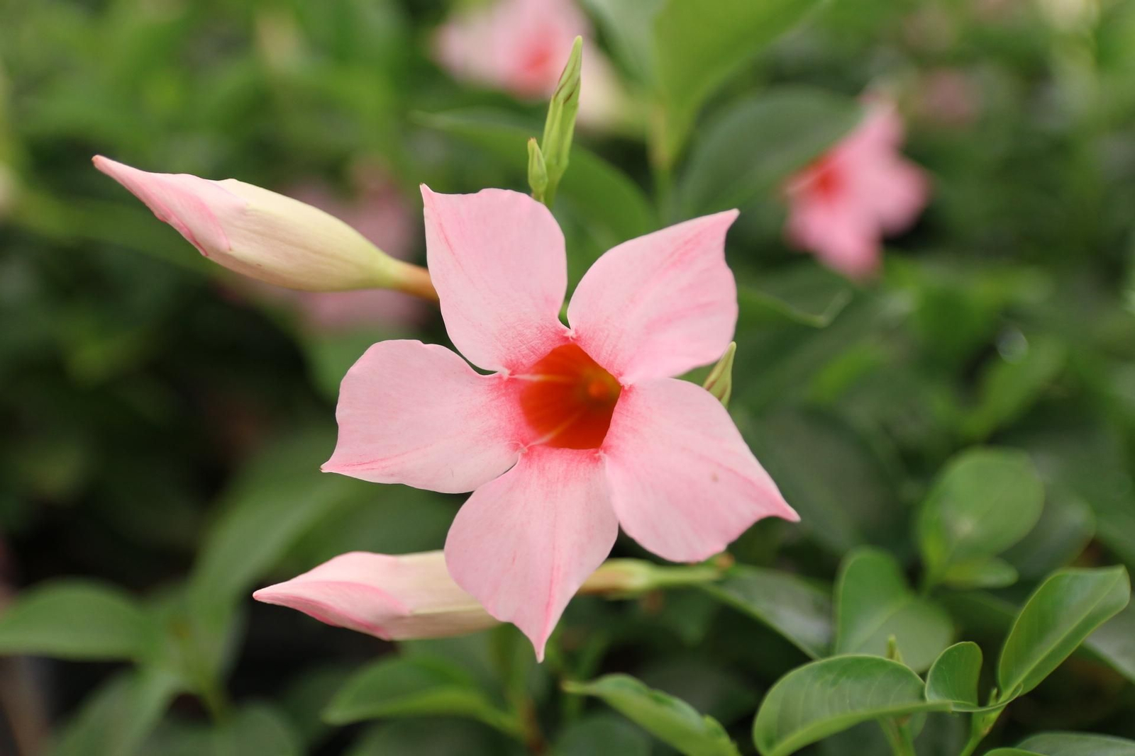 Imágenes de la venta de planta planta ornamental y flor cortada de Vícar