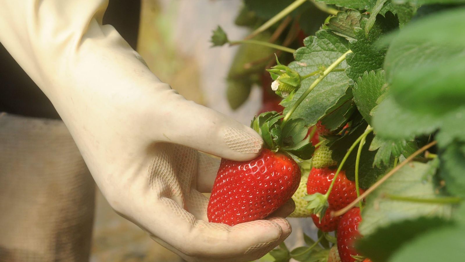 Fresas del campo. Fresas del campo.