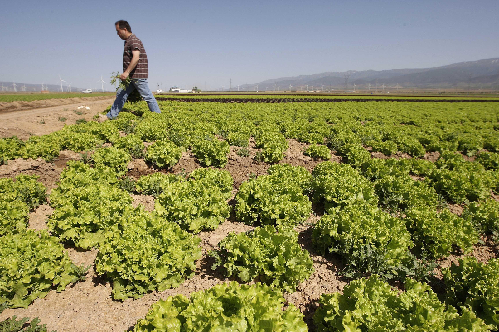 Ni trasvases ni lluvia, o la situación cambia o peligran los cultivos