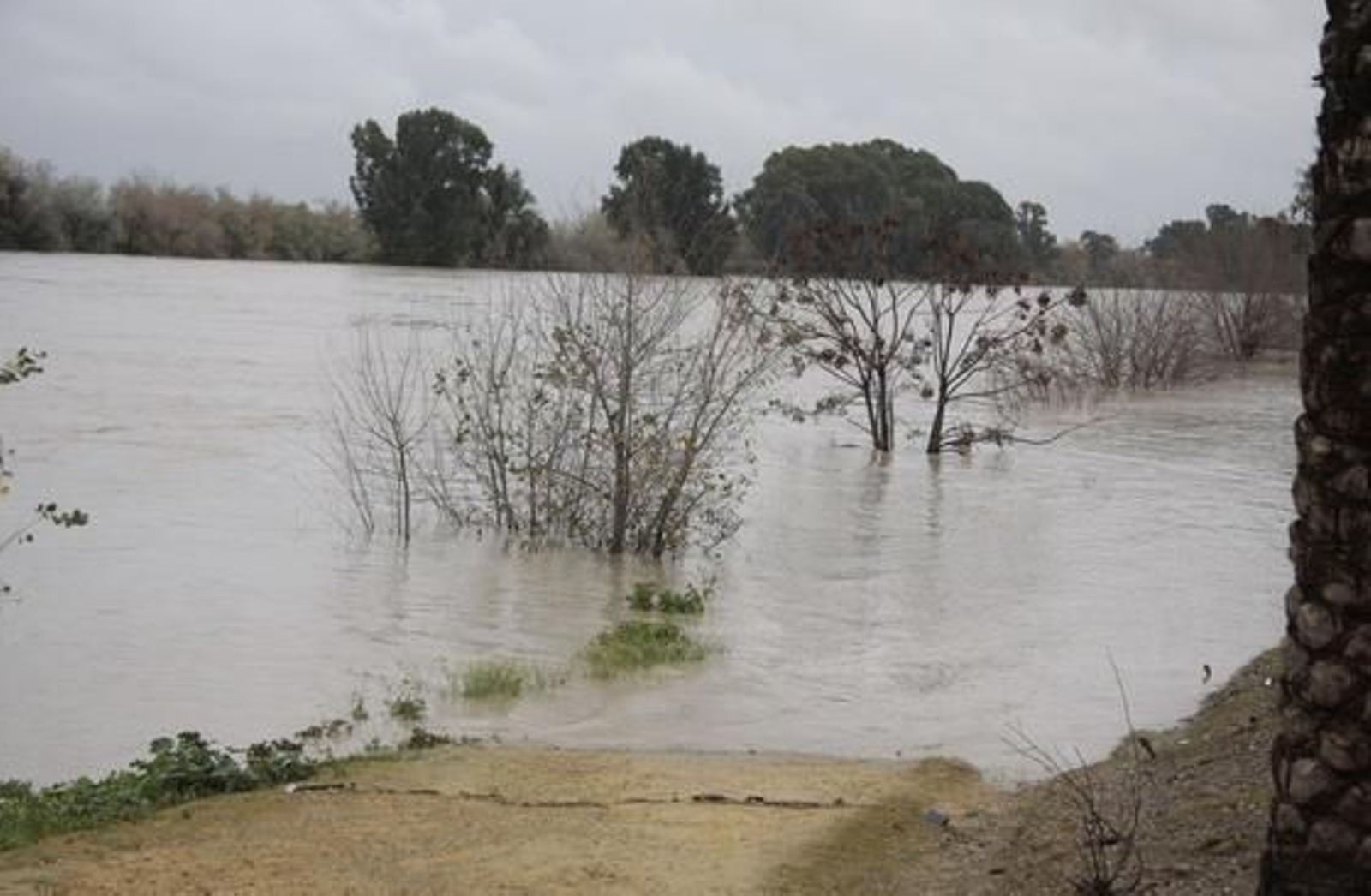 El río alcanza grandes niveles en San Juan de Aznalfarache.

Foto: Victoria Hidalgo