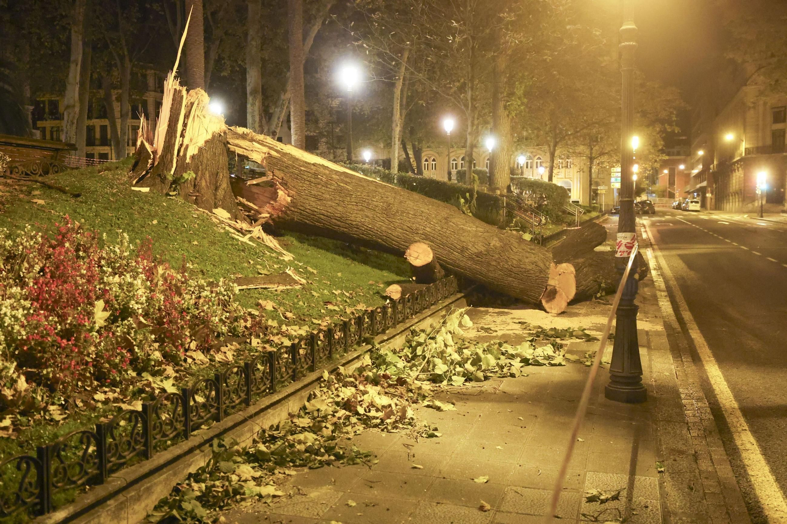Un árbol centenario caído esta pasada noche en una céntrica plaza de Bilbao