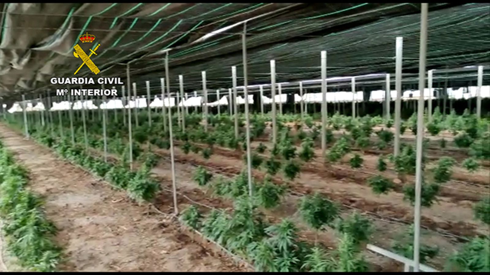 Un detenido tras intervenir 62.000 plantas de cannabis en una finca de cáñamo de Lucainena de las Torres