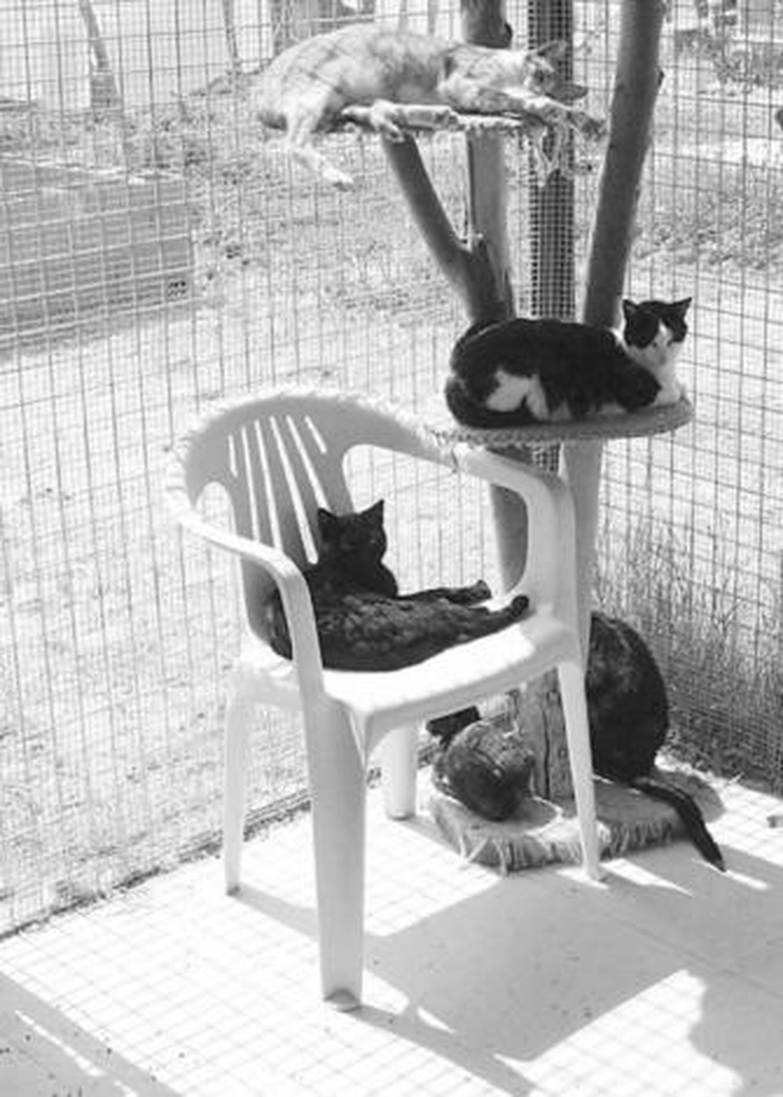 Los felinos descansan en las instalaciones de Prodean en La Línea.