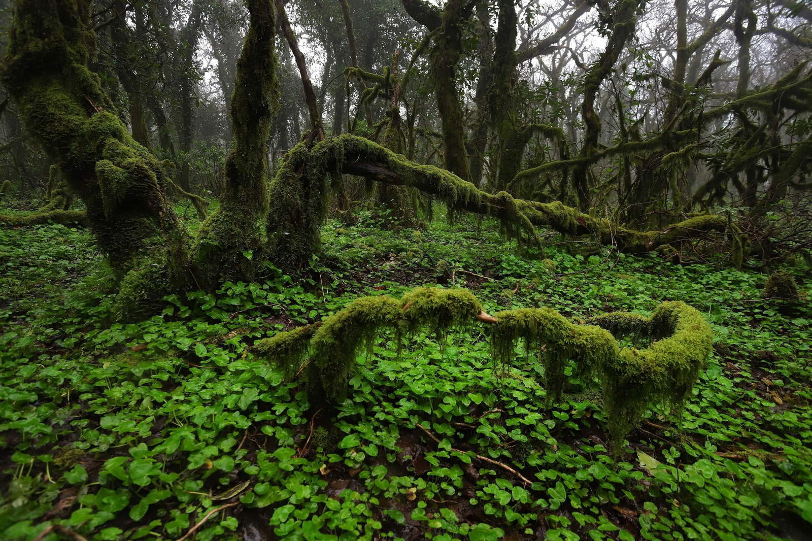 Destacan los alcornoques, helechos, quejigos, musgos y otras especies en su rica vegetación Destacan los alcornoques, helechos, quejigos, musgos y otras especies en su rica vegetación