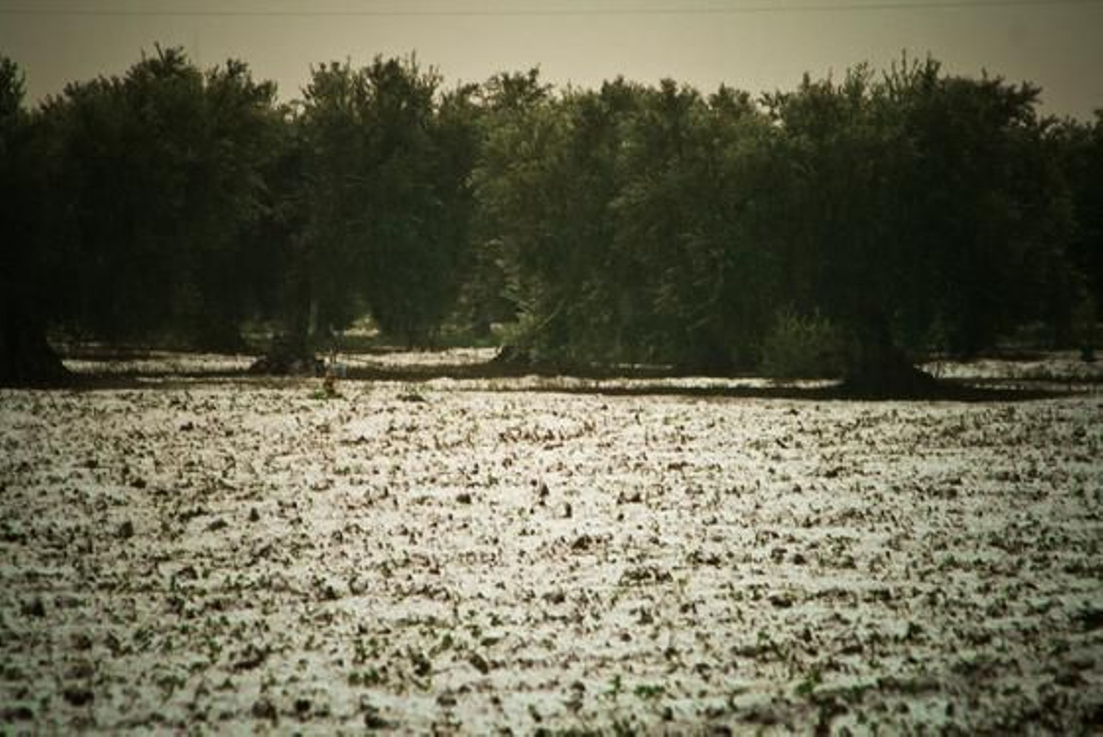 Estado del campo tras la nevada en Villanueva del Ariscal./ Noelia García León