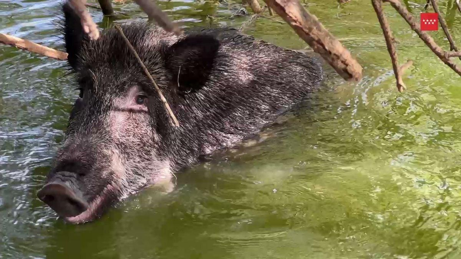 Rescatan un jabalí que se metió en el agua de un lago para refrescarse y después no pudo salir