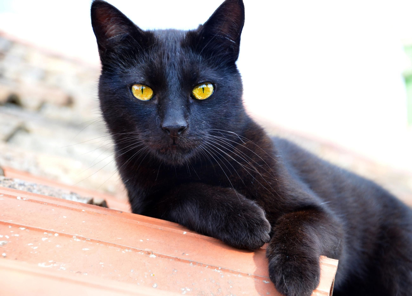 Ni gatos ni perros negros o blancos, se podrán adoptar durante Halloween.