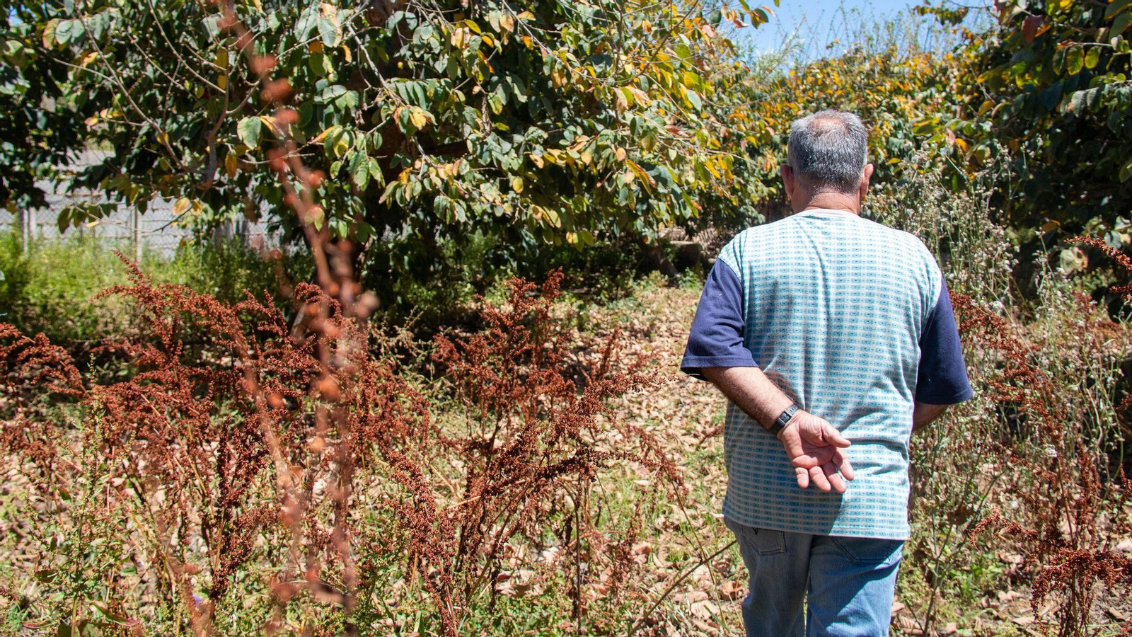 Un agricultor pasea por una plantación en Almuñécar | Imagen de archivo