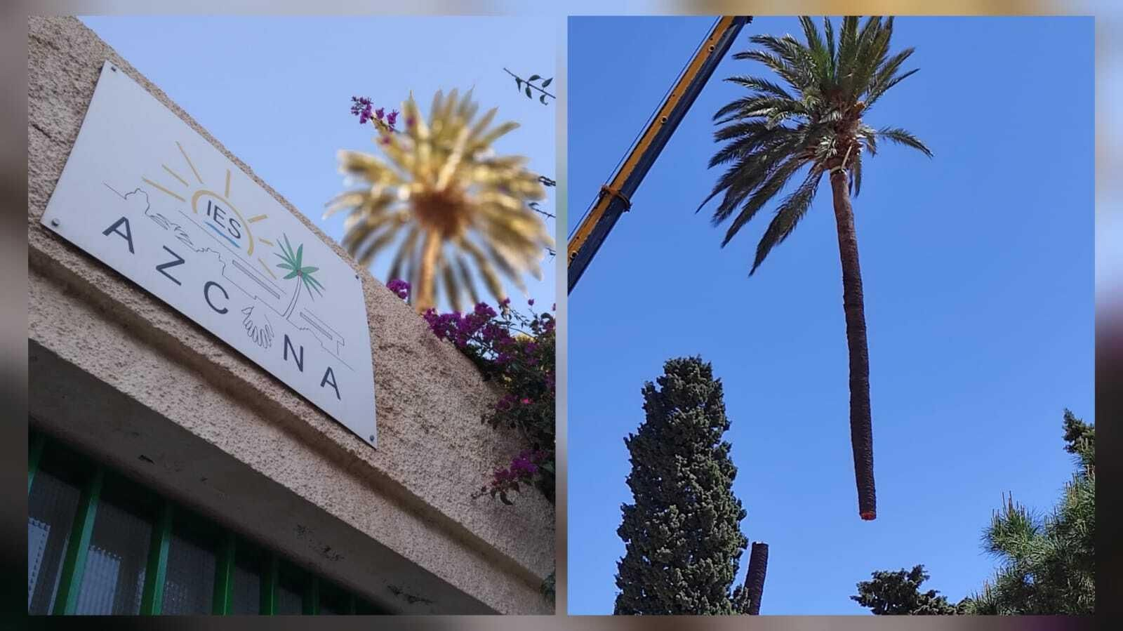 La palmera justo tras ser cortada.