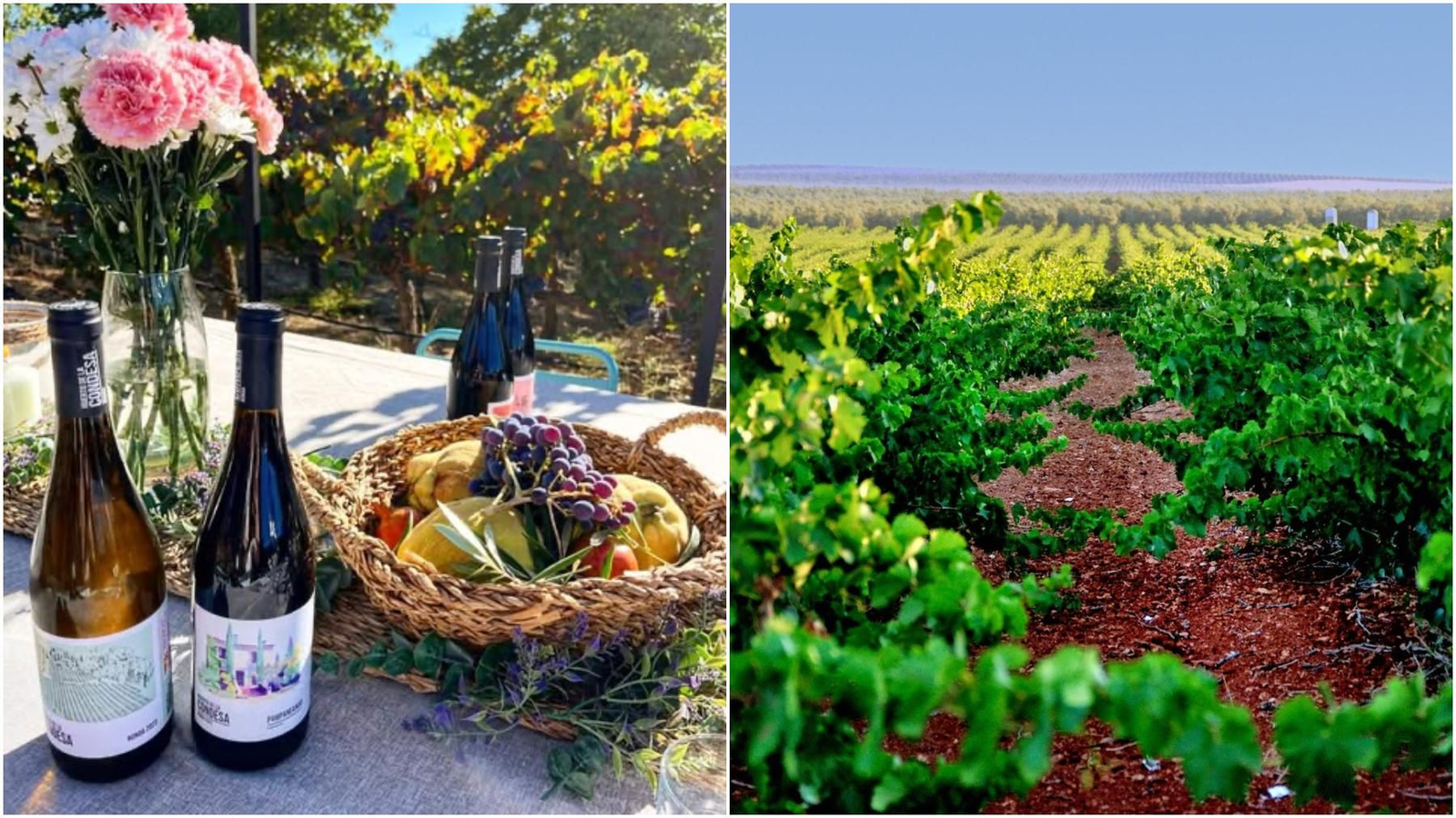 Vinos y viñedos de la Ruta del Vino de Málaga y Ronda.