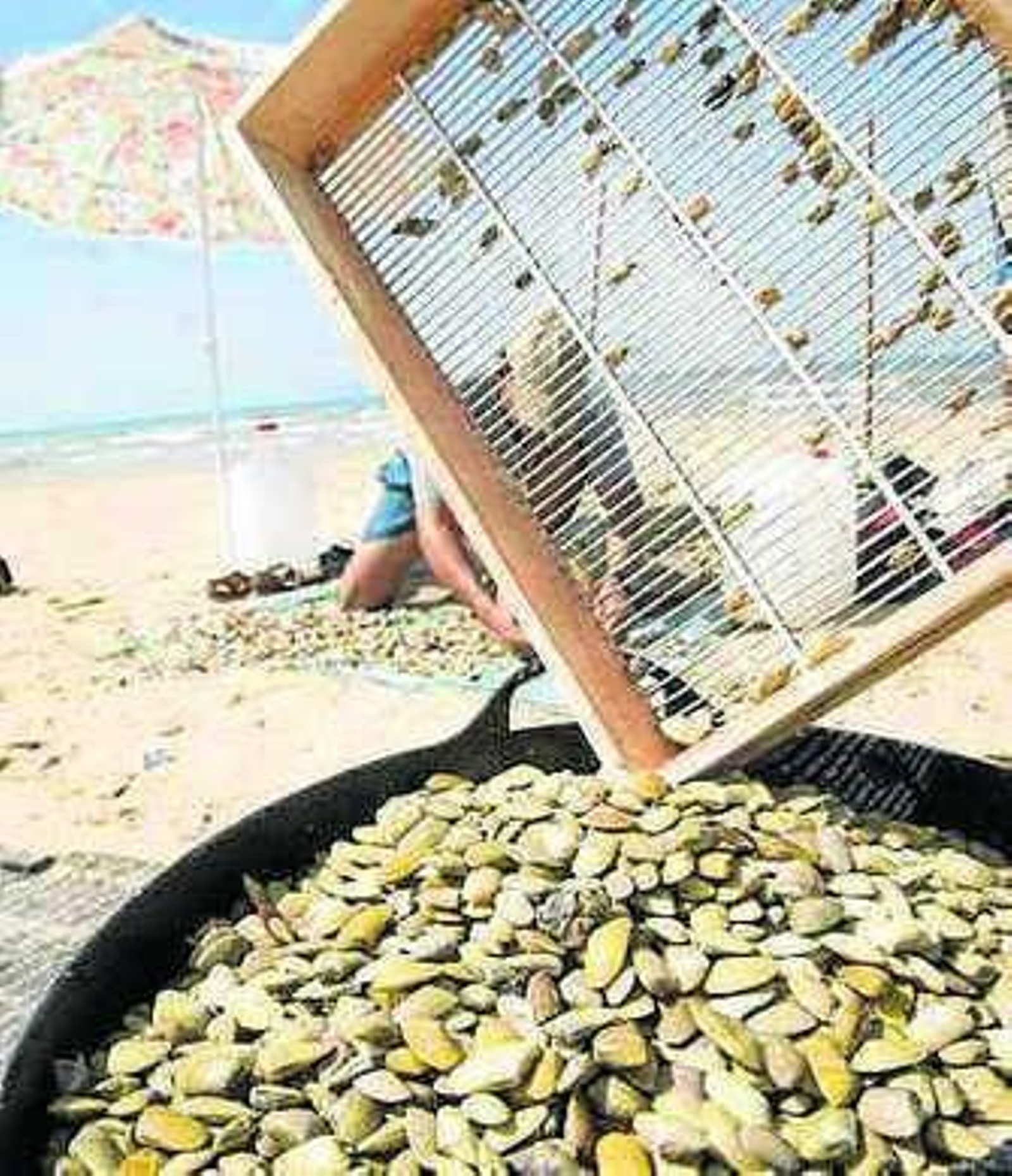 Selección de coquinas.