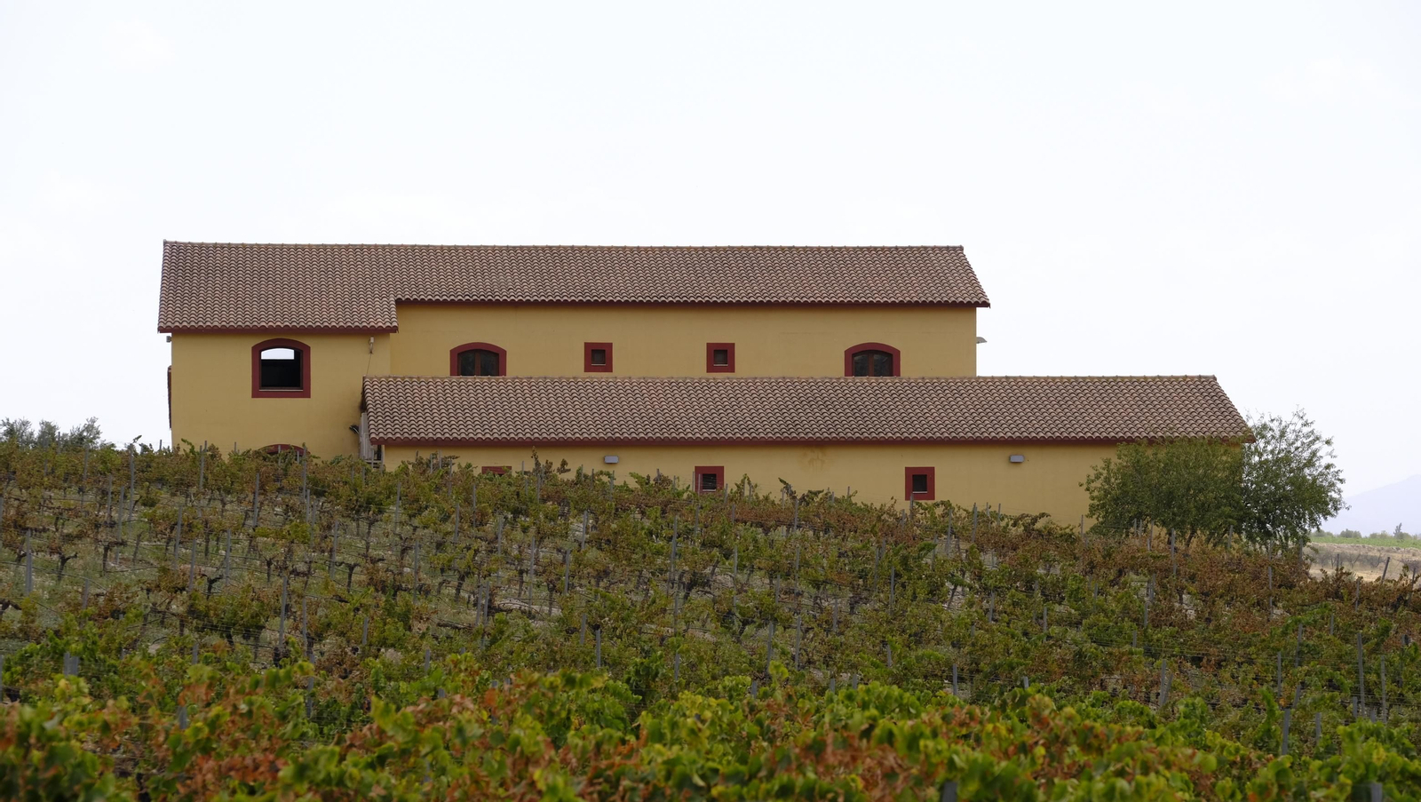 Llega la vendimia a las Bodegas Perfer, en Uleila del Campo