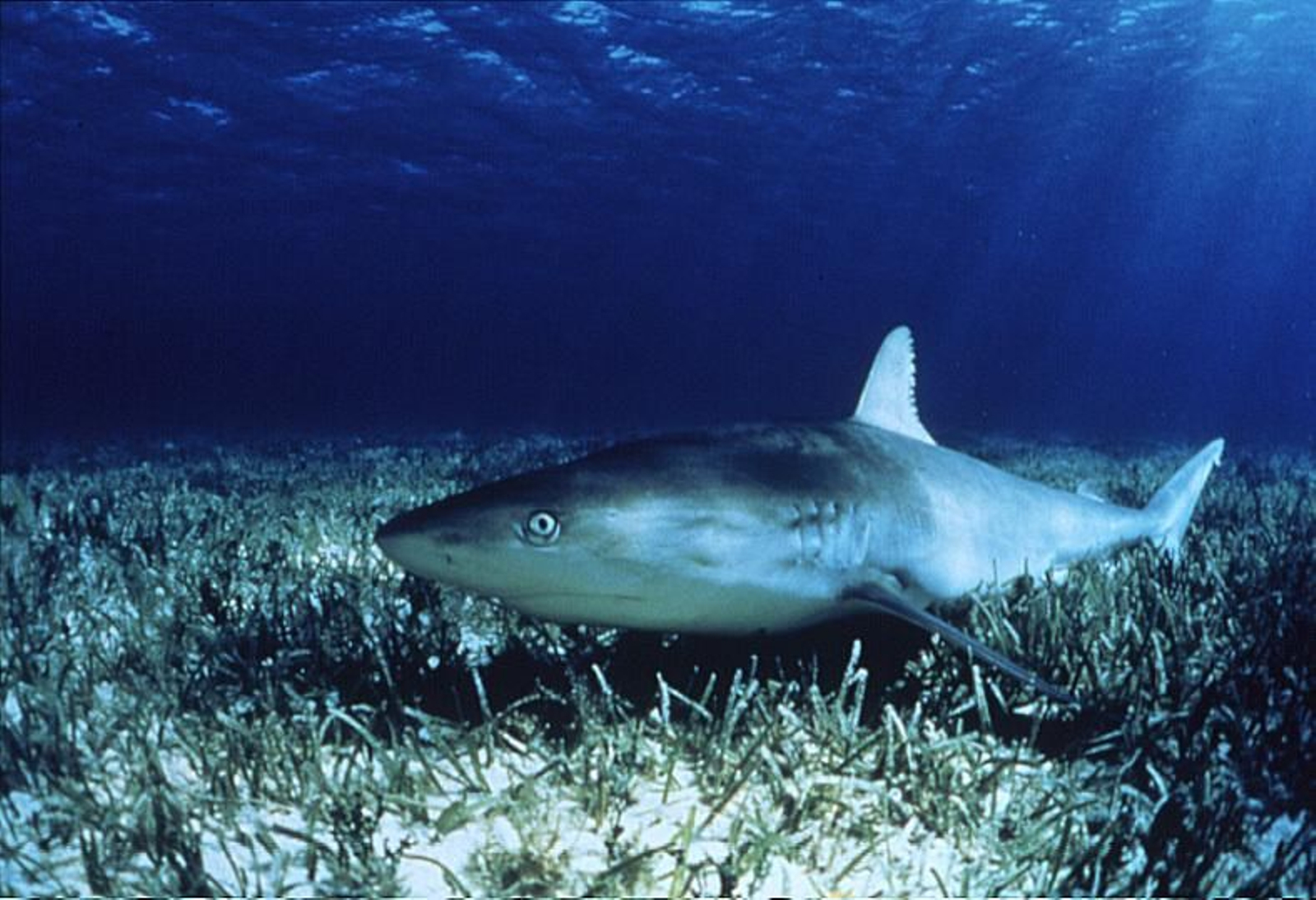 Los tiburones podrían guardar un secreto contra el coronavirus