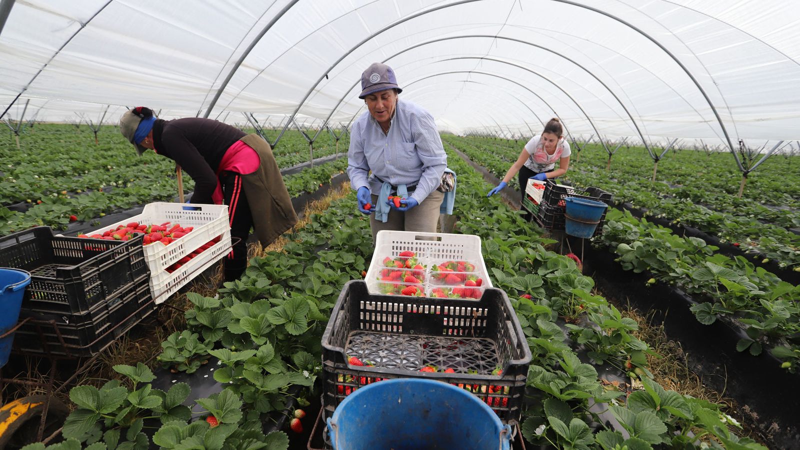 Trabajadores recolectando fresas en una plantación de Palos.