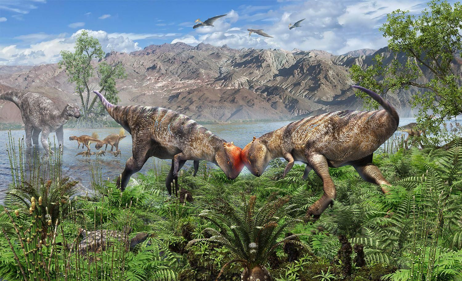 Hallan en Mongolia un ejemplar de paquicefalosaurio, el más antiguo y completo hasta ahora