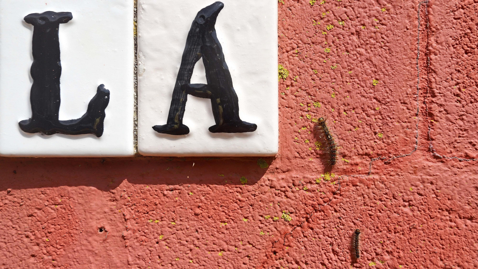 Brote de lagarta peluda en Pelayo