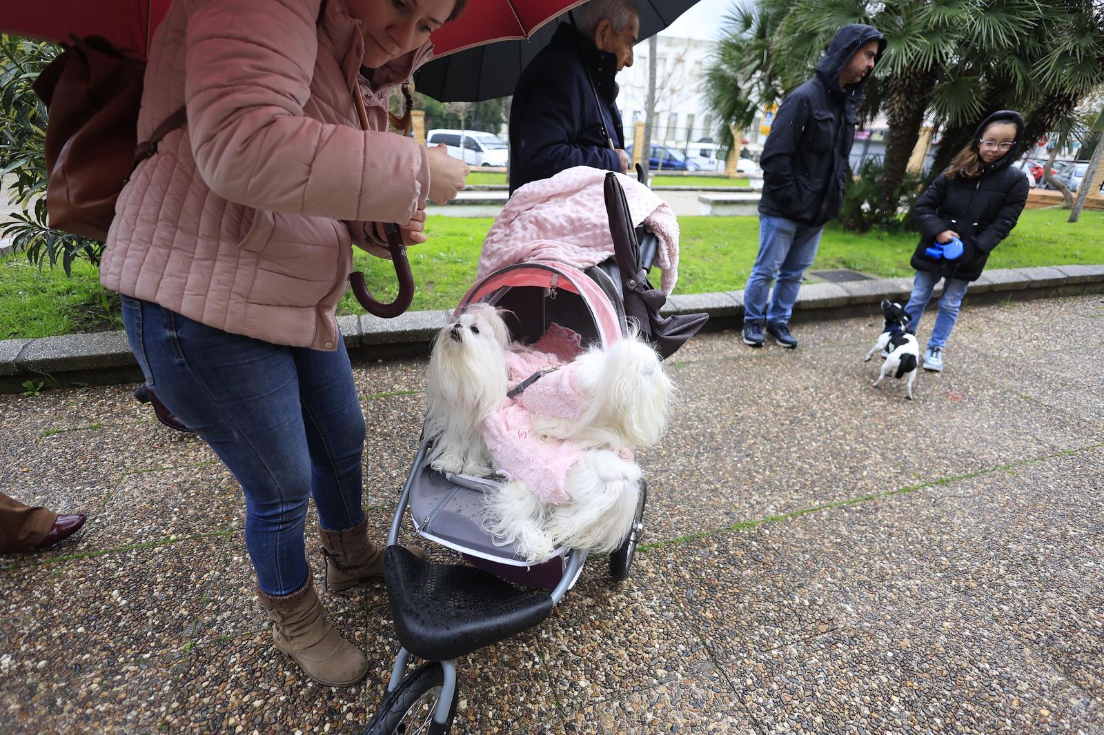 Las fotografías de la bendición de las mascotas por San Antón 2026