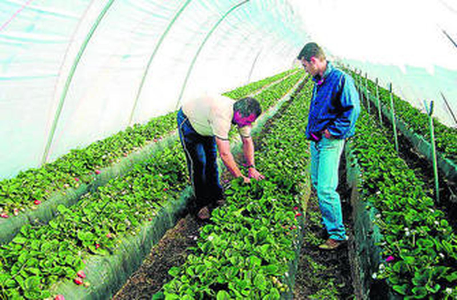 Imagen de archivo de invernaderos de la fresa en Puerto Serrano.