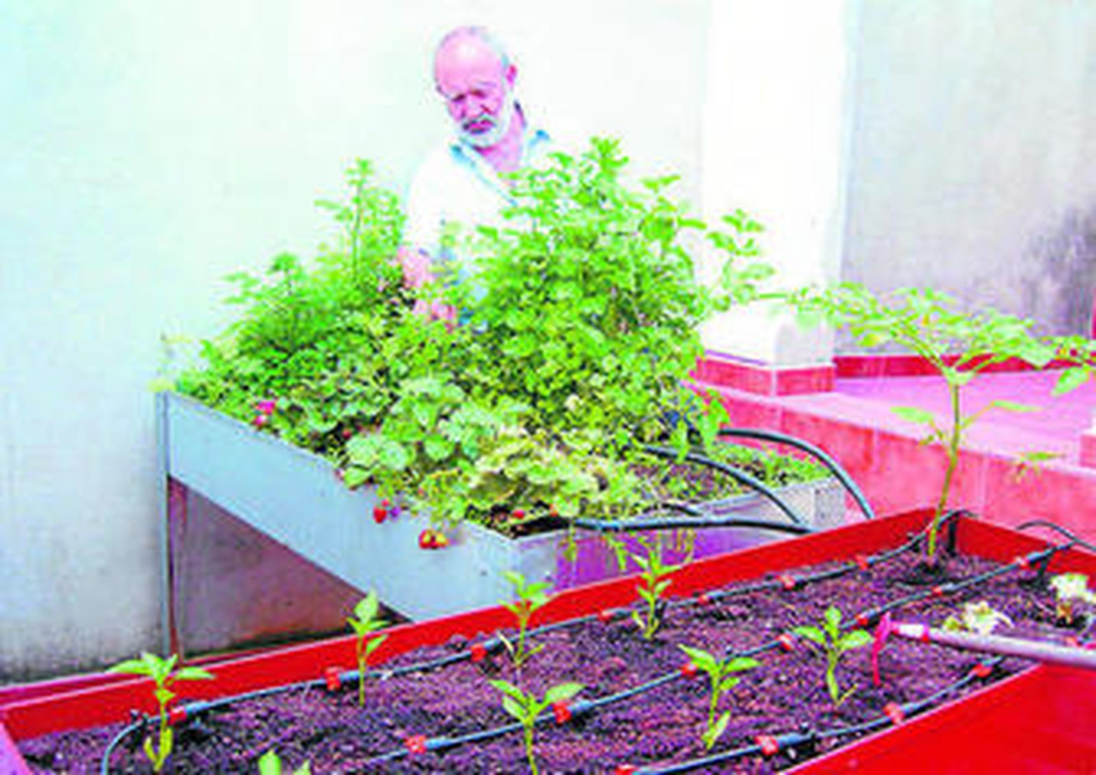 Tomates en el balcón