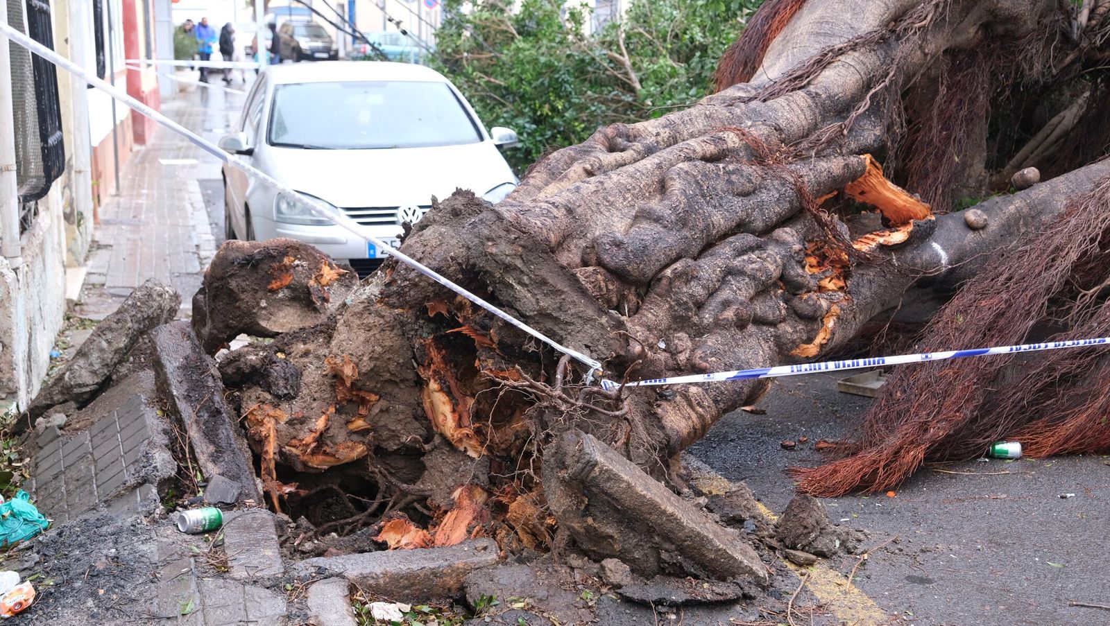Un enorme ficus arrancado de cuajo por el viento en la calle Béjar de Almería.