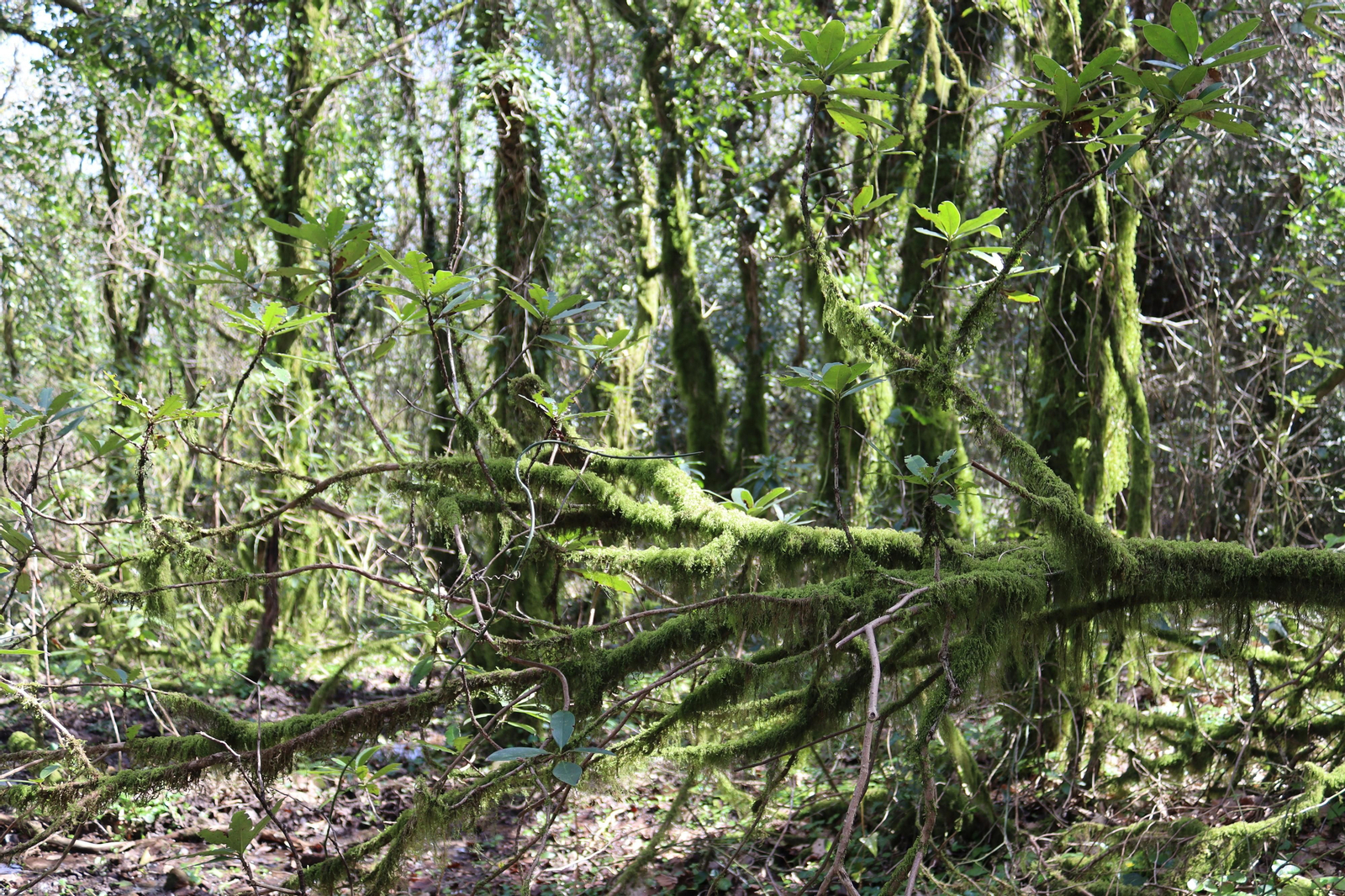Fotos de la flora y fauna del Parque Natural de Los Alcornocales