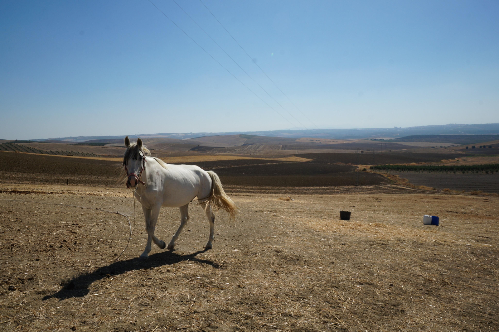 Un caballo, en plena campiña cordobesa.