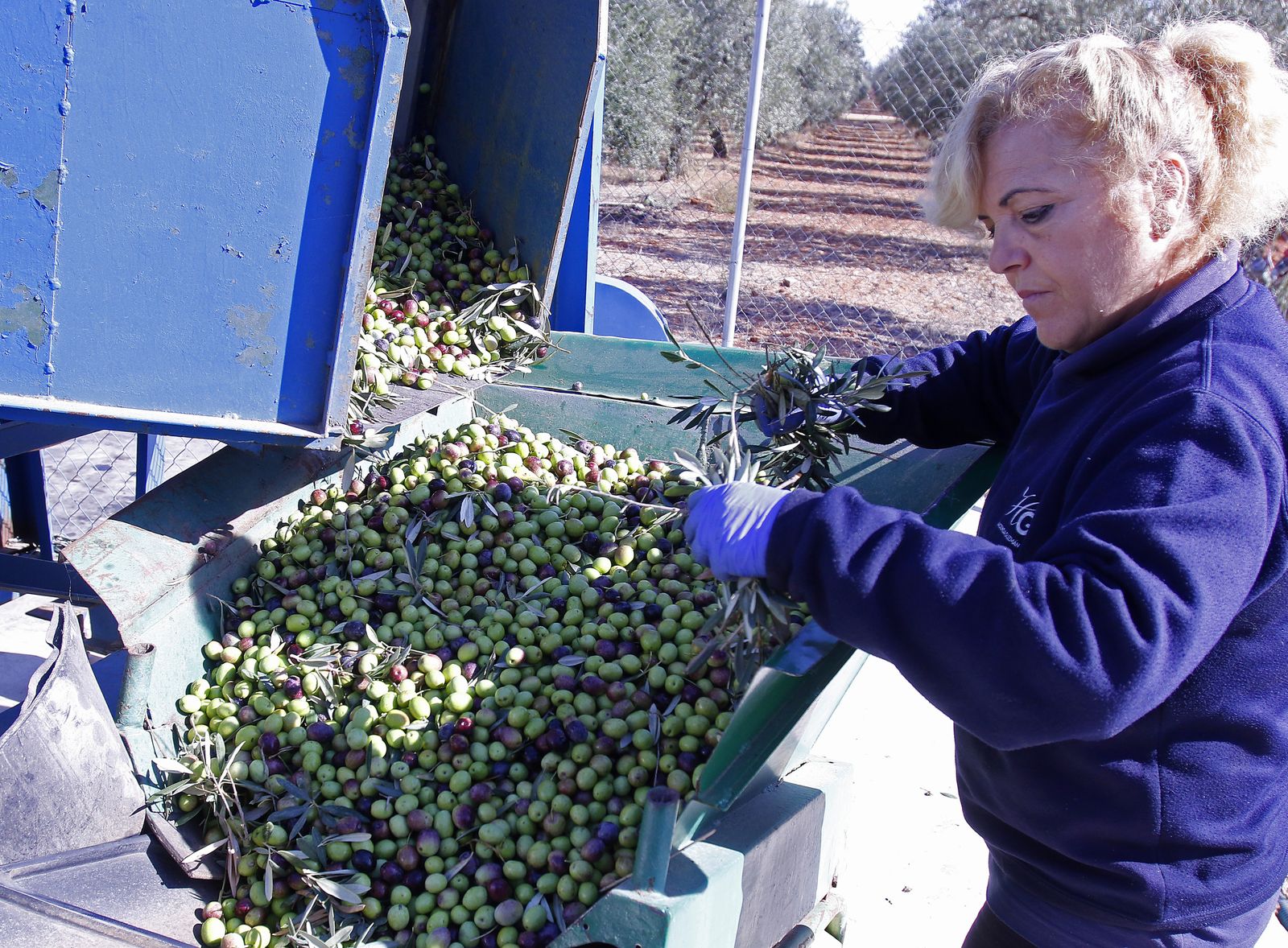 Reportaje sobre el aceite de oliva