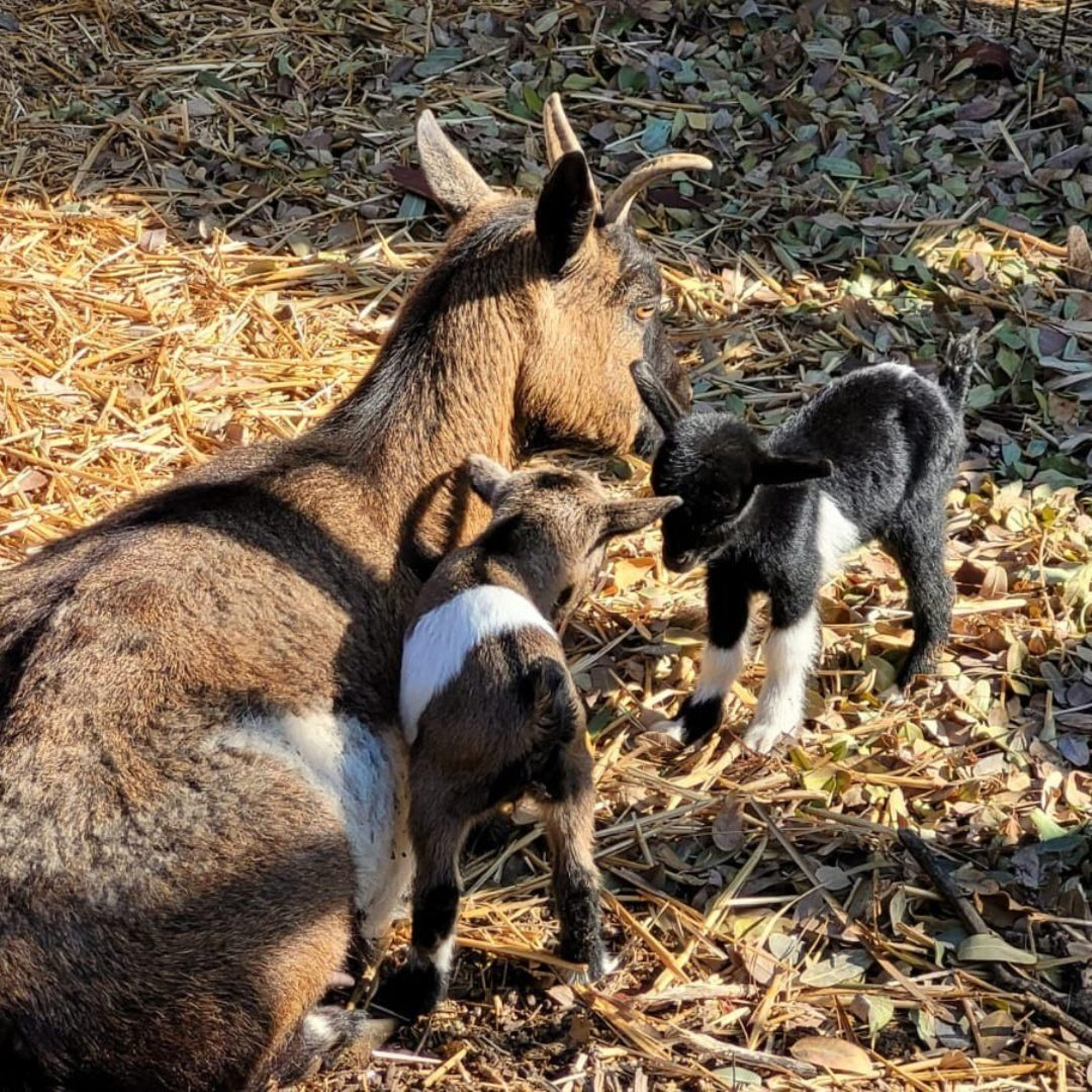 Disponen de taller de granja de animales