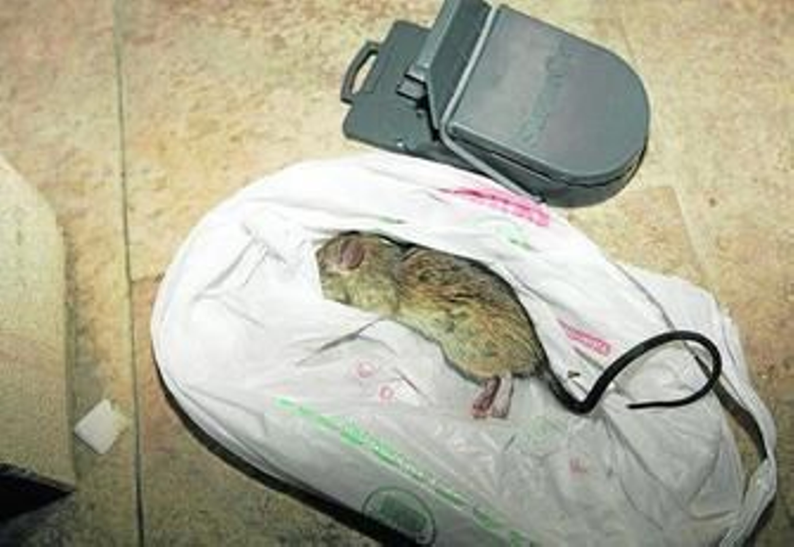 La familia de la menor conserva la rata para realizarle los análisis epidemiológicos.