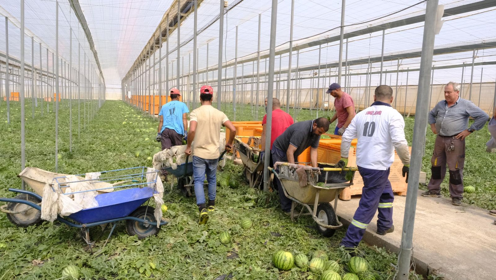 Imágenes de las primeras sandías que salen de Almería esta campaña