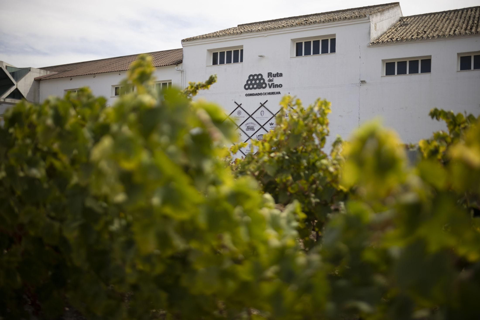 Imágenes de la vendimia en el Condado de Huelva