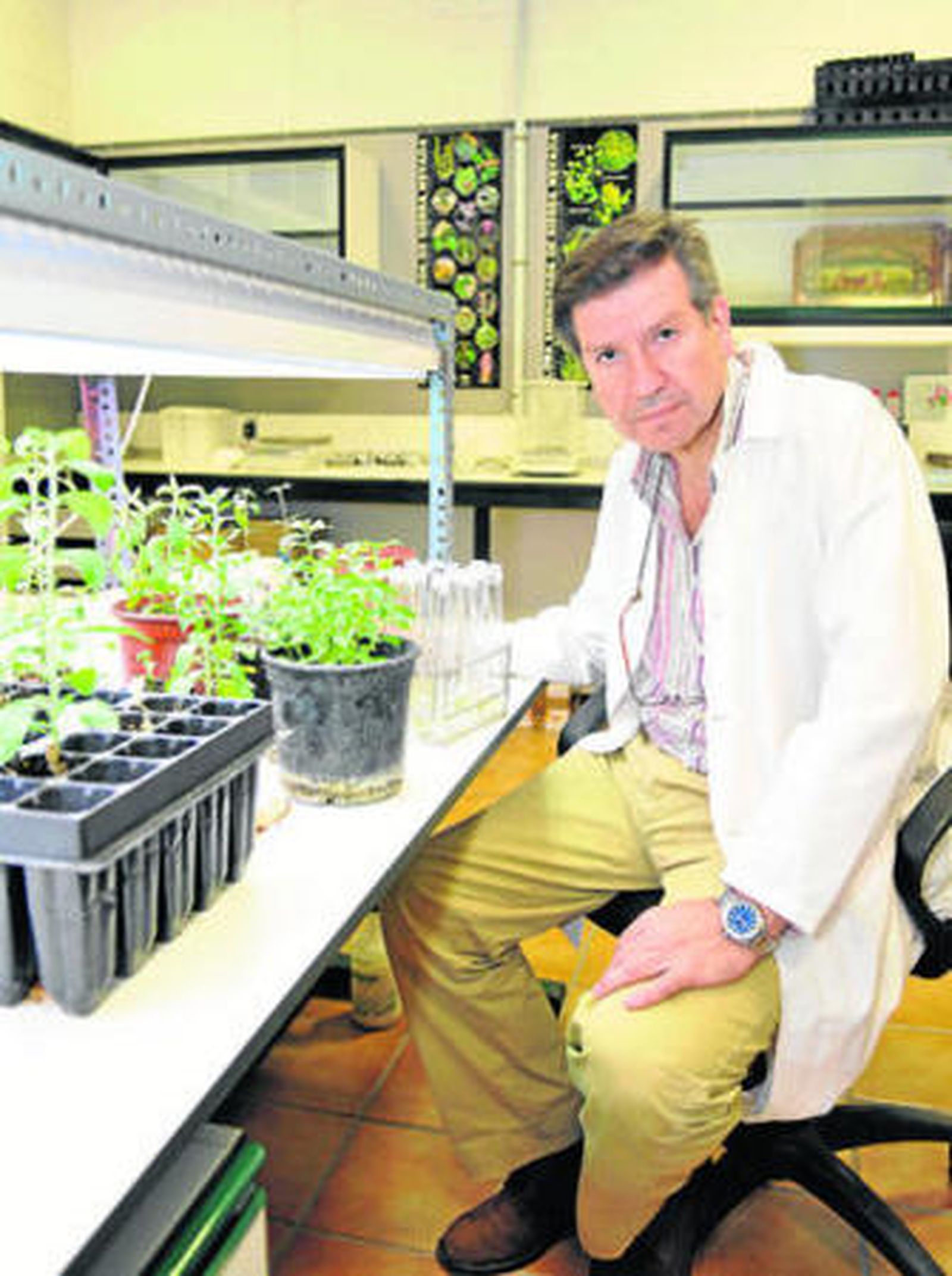 José Luis Rosúa Campos posa en el laboratorio con arbustos de 'stevia rebaudiana'.