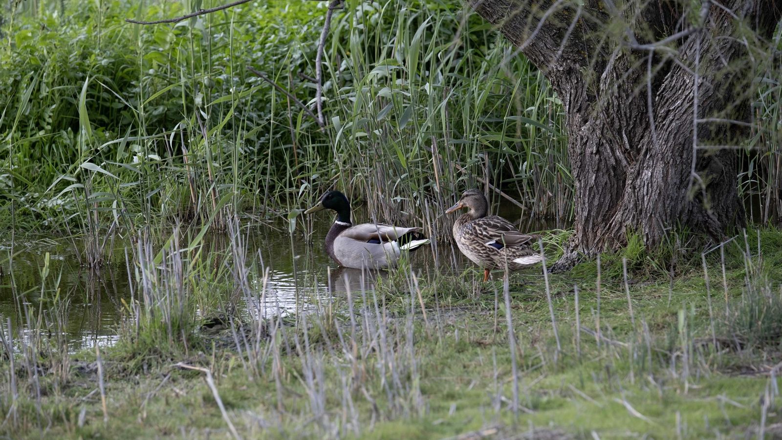Patos junto al centro de visitantes.