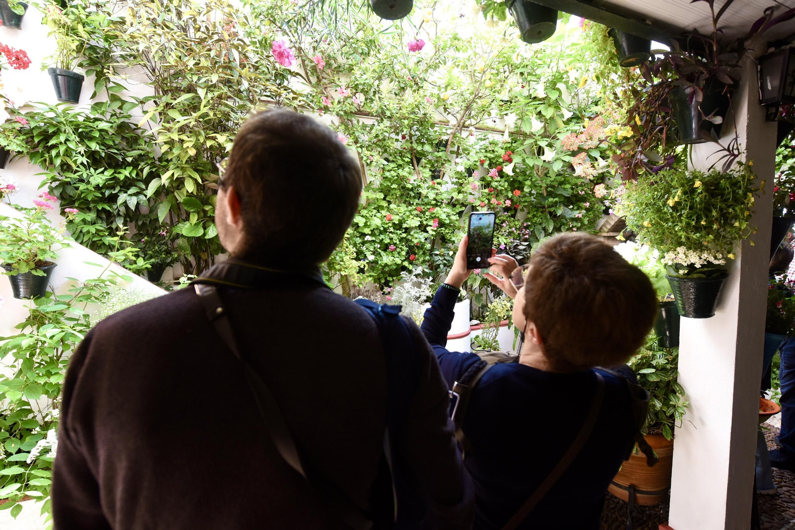 Los Patios de Córdoba de la Ruta del Alcázar Viejo, en imágenes