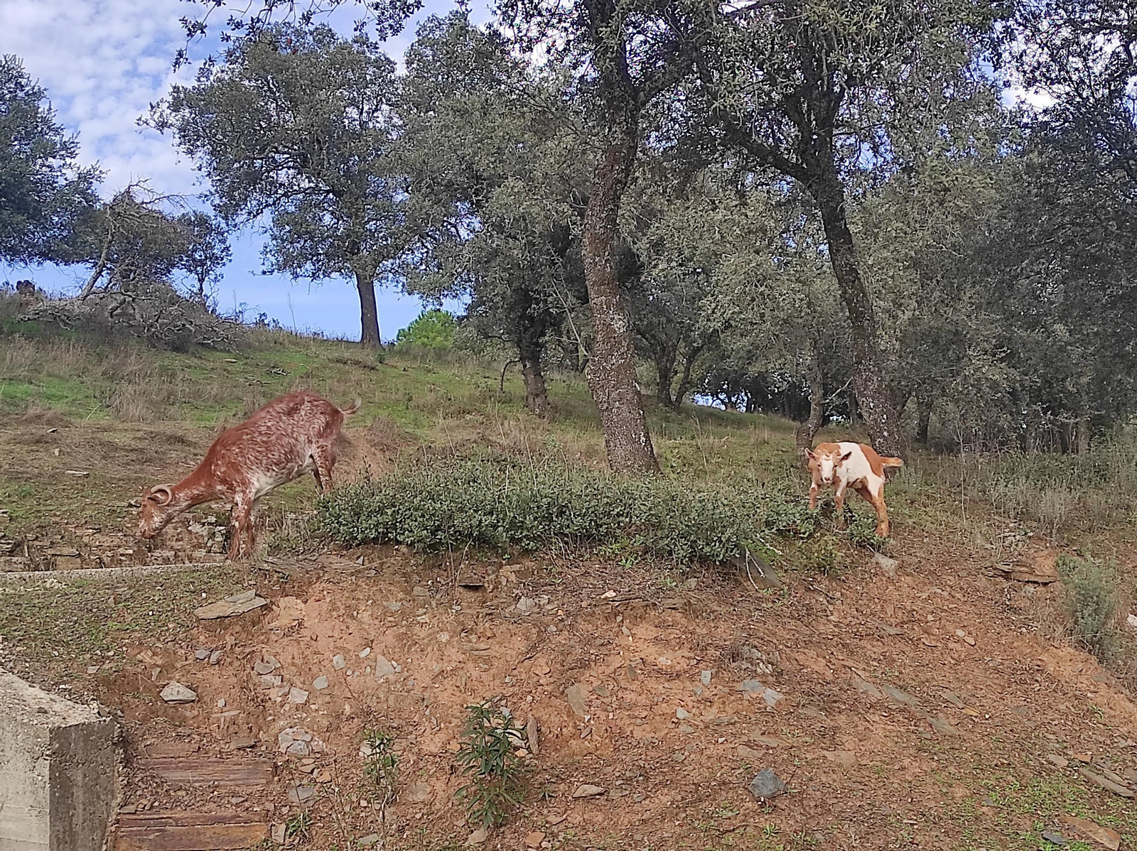 Ruta senderista para recolectar hasta diez tipos de setas diferentes en Despeñaperros