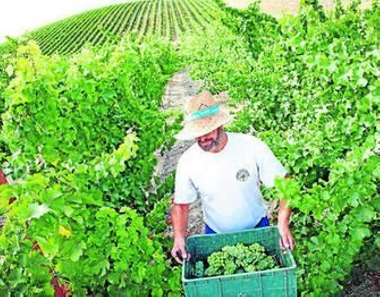 La vendimia más madrugadora