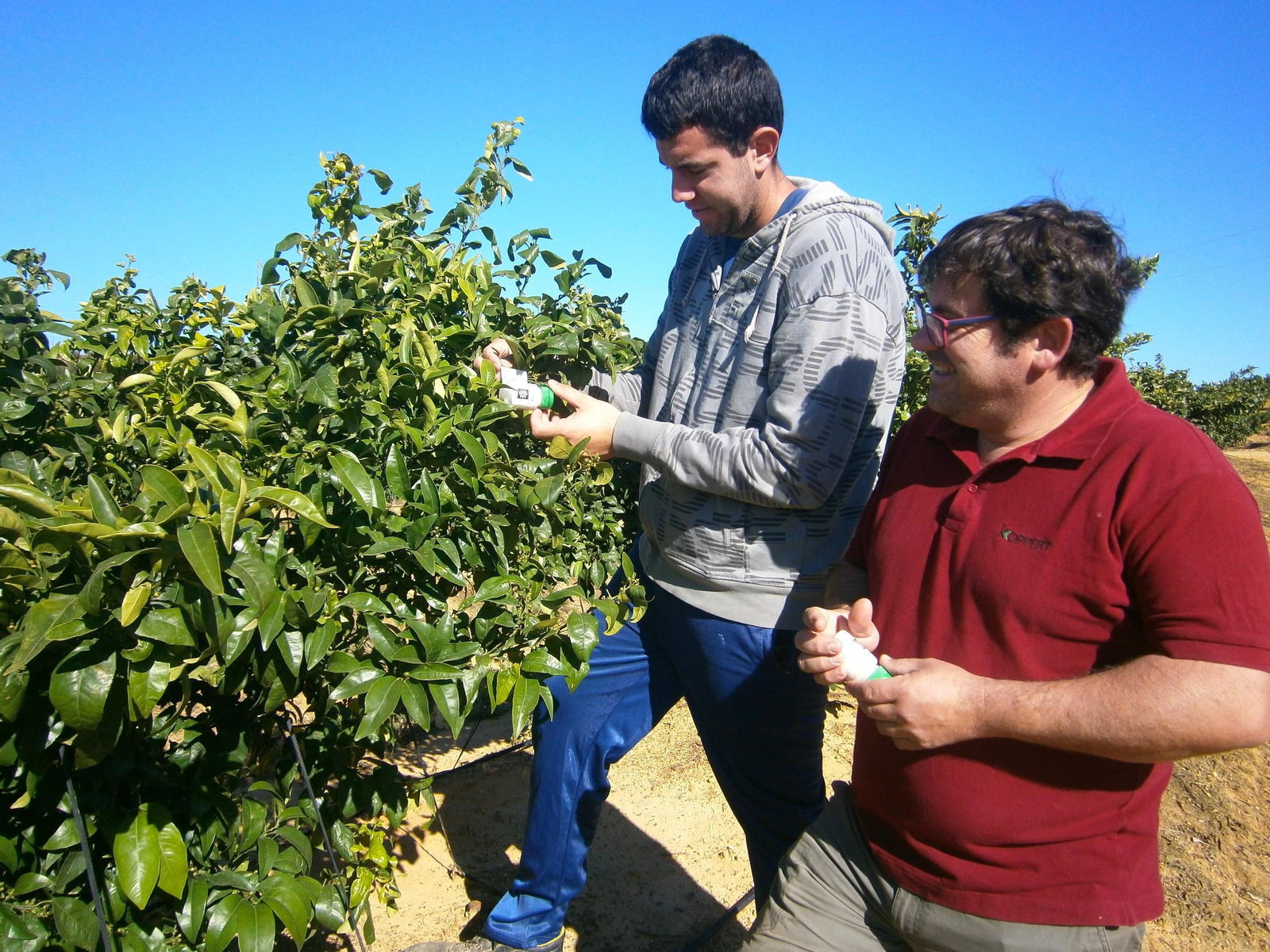 Un técnico de Koppert supervisa la aplicación de Citripar en una finca de cítricos.