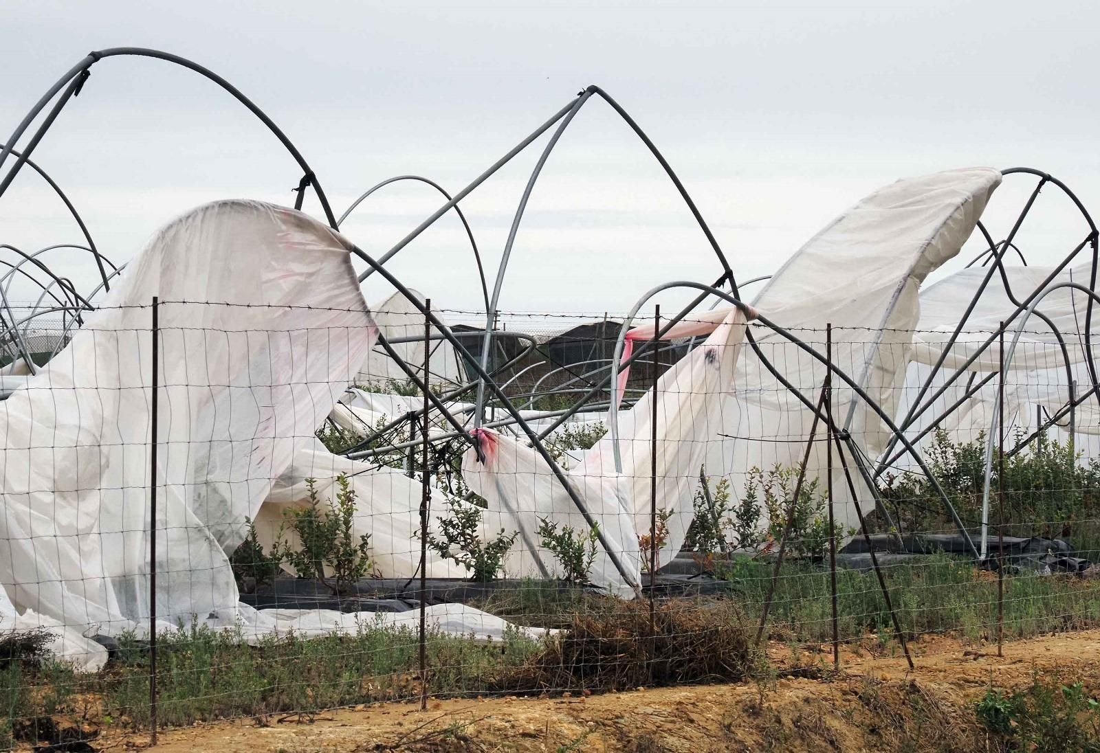 Campos de cultivo en Huelva dañados por la borrasca Bernard.