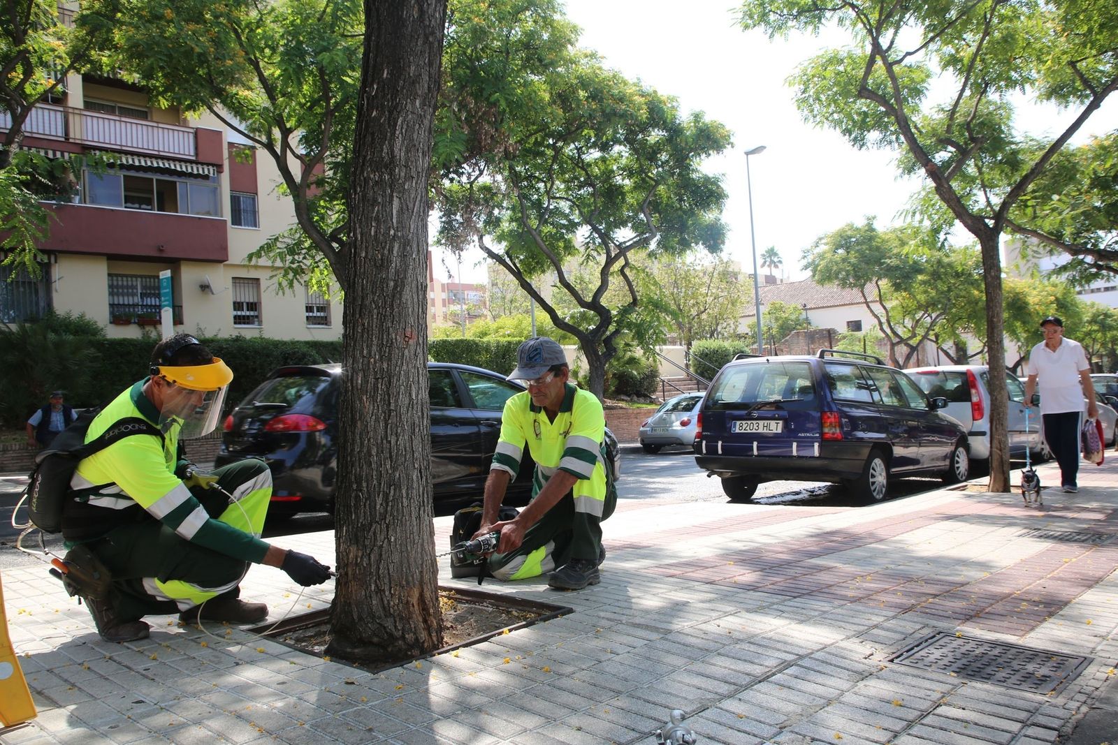 Marbella mantiene un plan con tratamientos inocuos para plagas en arbolado y plantaciones