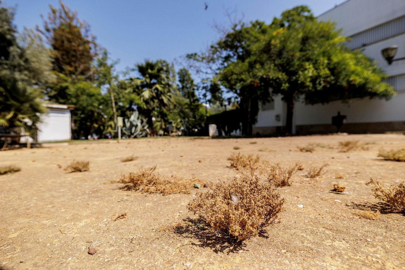 Las zonas verdes menos verdes de la ciudad de Cádiz