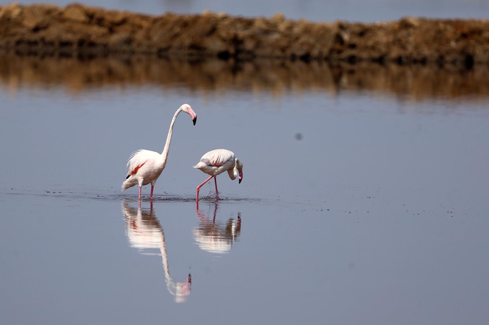 Imágenes de Marismas del Odiel, un Paraje Natural en la confluencia de las desembocaduras de los ríos Tinto y Odiel